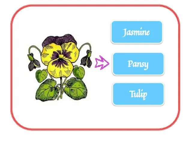 Jasmine Pansy Tulip