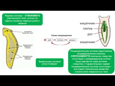 . Кровеносная система ОТСУТСТВУЕТ Нервная система – СТВОЛОВОГО (лестничного) типа, состоит из