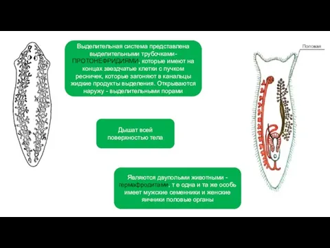 Выделительная система представлена выделительными трубочками- ПРОТОНЕФРИДИЯМИ, которые имеют на концах звездчатые клетки