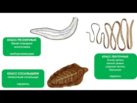 КЛАСС РЕСНИЧНЫЕ белая планария многоглазка свободноживущие КЛАСС СОСАЛЬЩИКИ печеночный сосальщик паразиты КЛАСС