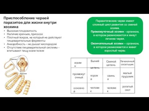 Приспособление червей паразитов для жизни внутри хозяина Высокая плодовитость Наличие крючьев, присосок