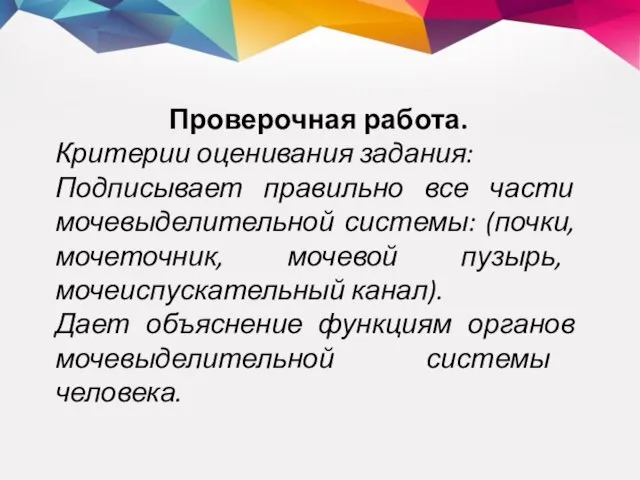 Проверочная работа. Критерии оценивания задания: Подписывает правильно все части мочевыделительной системы: (почки,