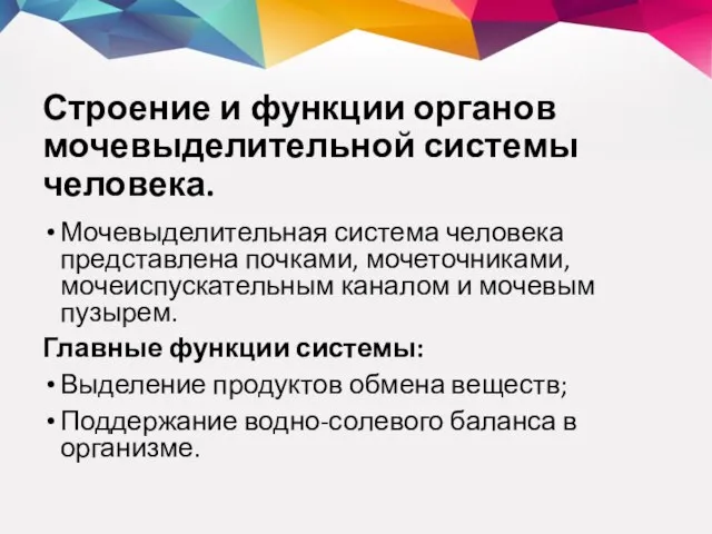 Строение и функции органов мочевыделительной системы человека. Мочевыделительная система человека представлена почками,