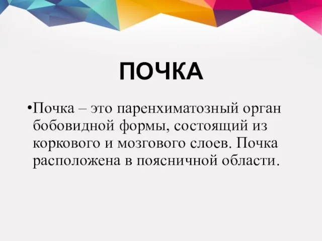 ПОЧКА Почка – это паренхиматозный орган бобовидной формы, состоящий из коркового и