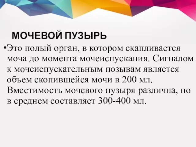 МОЧЕВОЙ ПУЗЫРЬ Это полый орган, в котором скапливается моча до момента мочеиспускания.