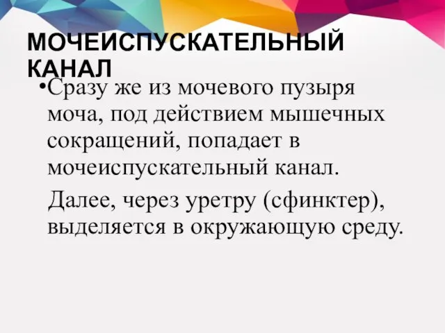 МОЧЕИСПУСКАТЕЛЬНЫЙ КАНАЛ Сразу же из мочевого пузыря моча, под действием мышечных сокращений,