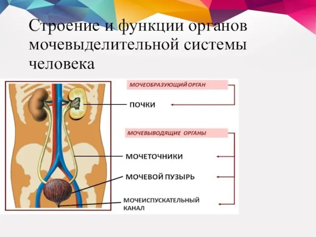 Строение и функции органов мочевыделительной системы человека