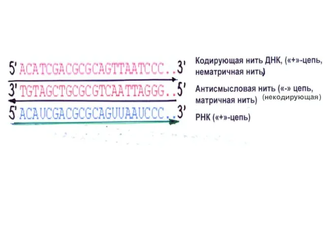 (некодирующая)