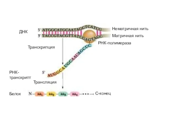 Нематричная нить Матричная нить РНК-полимераза ДНК Транскрипция РНК-транскрипт Трансляция Белок С-конец