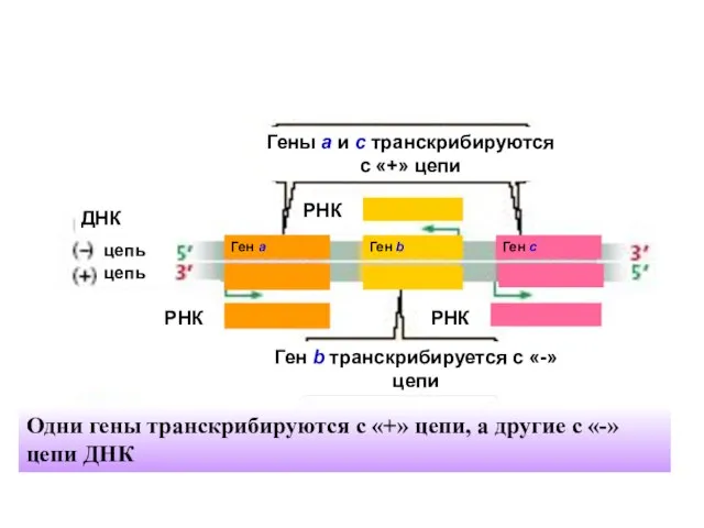 Одни гены транскрибируются с «+» цепи, а другие с «-» цепи ДНК