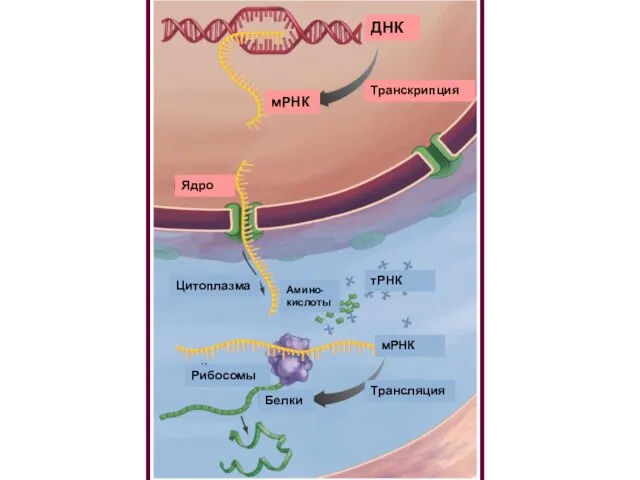 Транскрипция ДНК мРНК Ядро Цитоплазма Амино-кислоты тРНК мРНК Рибосомы Трансляция Белки