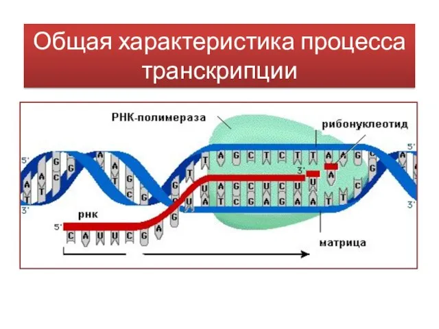 Общая характеристика процесса транскрипции