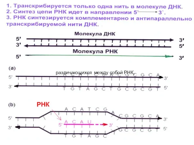 РНК различающихся между собой РНК,