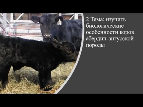 2 Тема: изучить биологические особенности коров абердин-ангусской породы