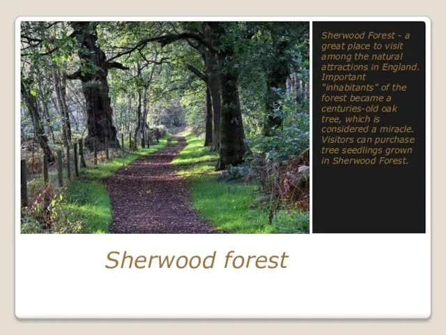 Sherwood forest Sherwood Forest - a great place to visit among the