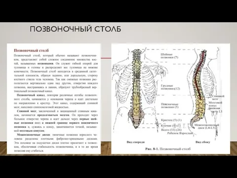 ПОЗВОНОЧНЫЙ СТОЛБ