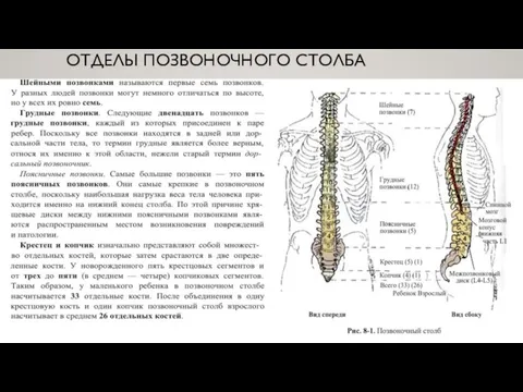 ОТДЕЛЫ ПОЗВОНОЧНОГО СТОЛБА