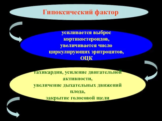 Гипоксический фактор усиливается выброс кортикостероидов, увеличивается число циркулирующих эритроцитов, ОЦК тахикардия, усиление