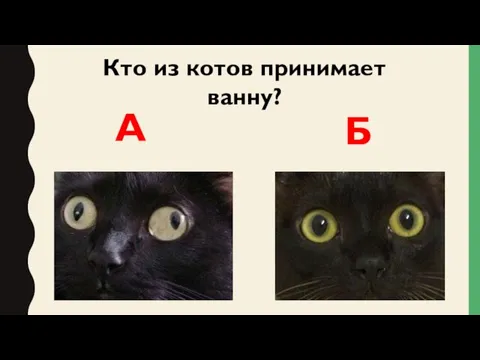 Кто из котов принимает ванну? А Б