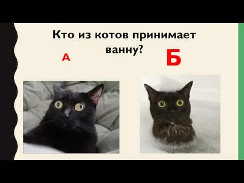 Кто из котов принимает ванну? А Б