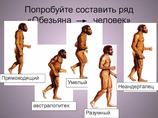 Попробуйте составить ряд «Обезьяна человек»