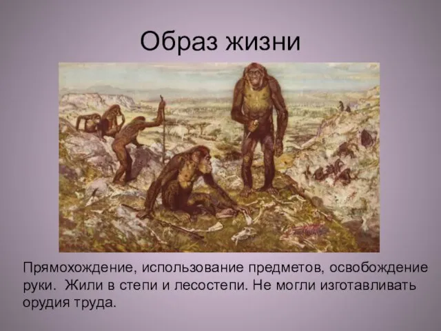 Прямохождение, использование предметов, освобождение руки. Жили в степи и лесостепи. Не могли