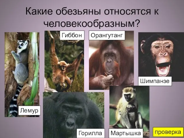 Какие обезьяны относятся к человекообразным? проверка