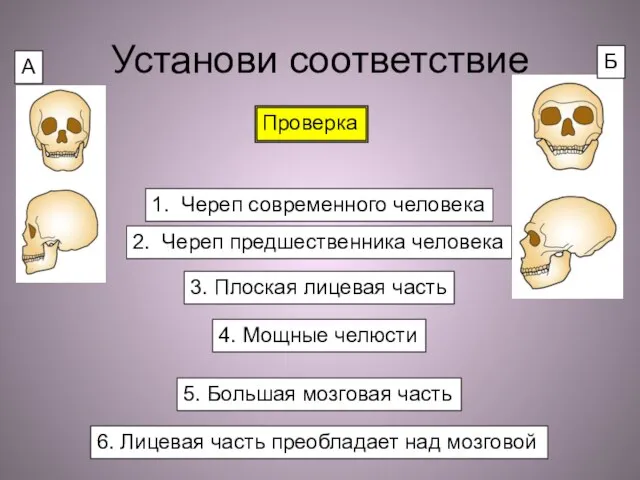 Установи соответствие 1. Череп современного человека 2. Череп предшественника человека 3. Плоская