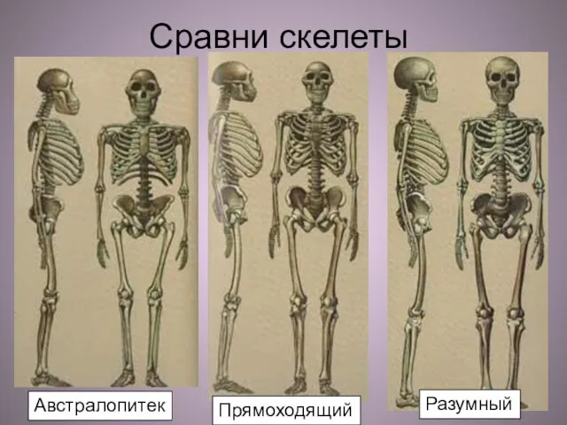 Сравни скелеты