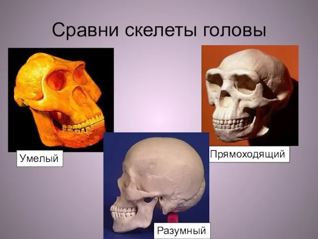 Сравни скелеты головы
