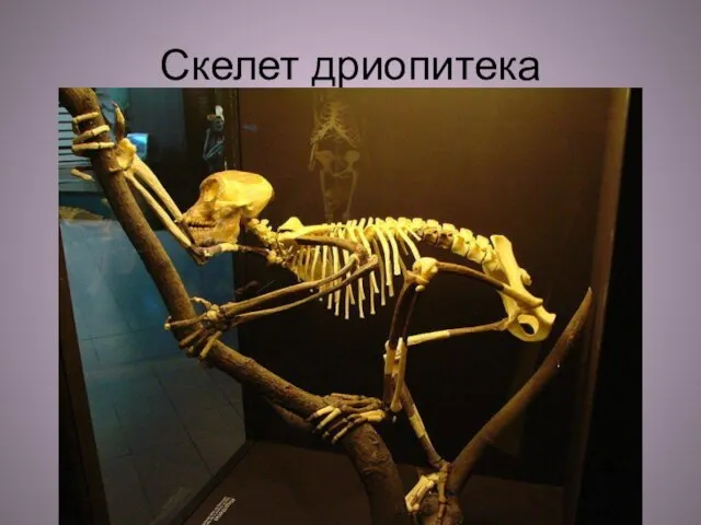 Скелет дриопитека