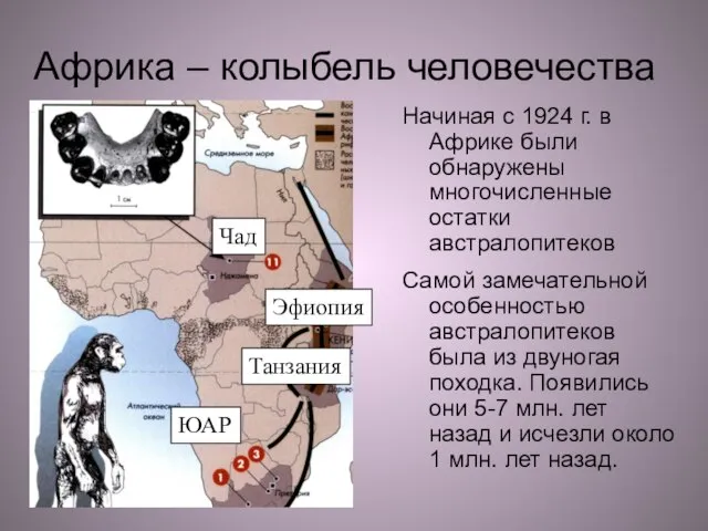 Африка – колыбель человечества Начиная с 1924 г. в Африке были обнаружены