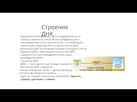 Дезоксирибонуклеи́новая кислота́ (ДНК) — макромолекула (одна из трёх основных, две другие —