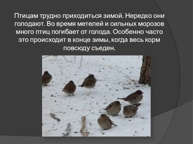 Птицам трудно приходиться зимой. Нередко они голодают. Во время метелей и сильных