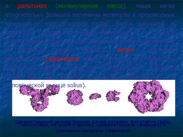 Сравнительный размер белков. Слева направо: Антителло (IgG), гемоглобин, инсулин (гормон), аденилаткиназа (фермент)
