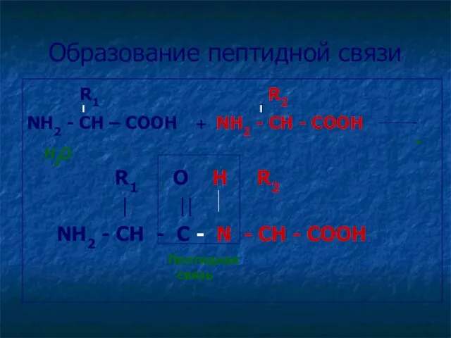 Образование пептидной связи R1 R2 NH2 - CH – COOH + NH2