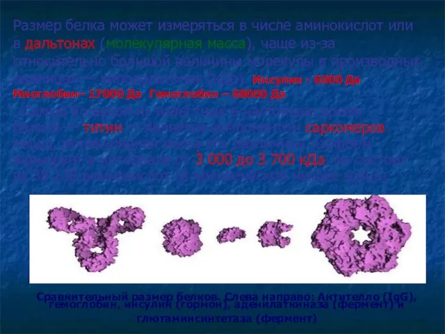 Сравнительный размер белков. Слева направо: Антителло (IgG), гемоглобин, инсулин (гормон), аденилаткиназа (фермент)