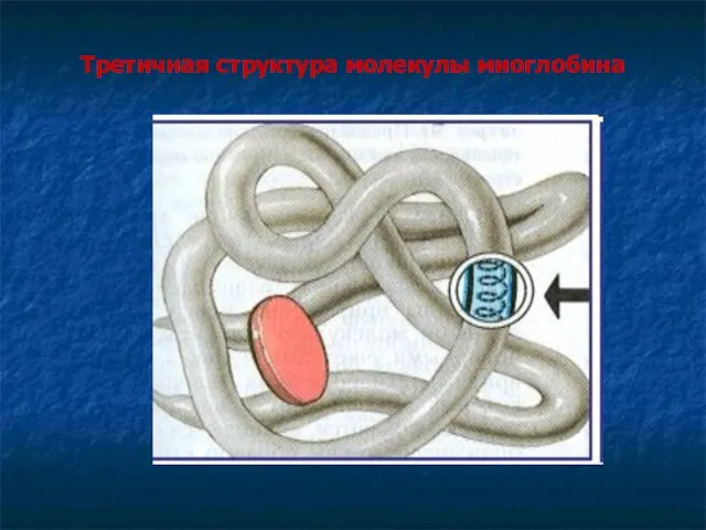 Третичная структура молекулы миоглобина