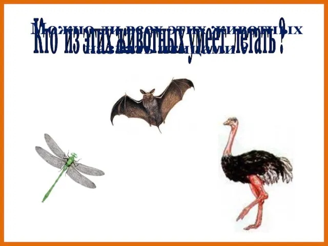 Кто из этих животных умеет летать ? Можно ли всех этих животных назвать птицами ?