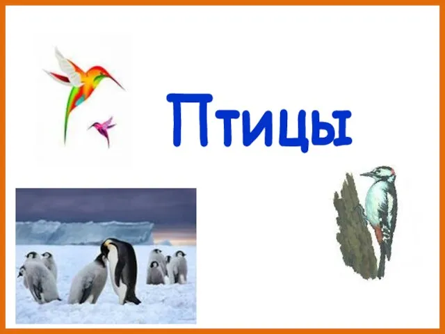 Птицы