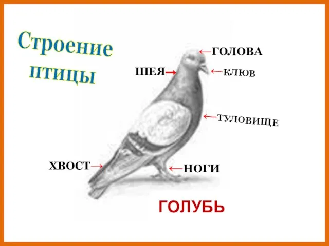 ←ГОЛОВА ШЕЯ→ ←КЛЮВ ←ТУЛОВИЩЕ ХВОСТ→ ←НОГИ Строение птицы ГОЛУБЬ