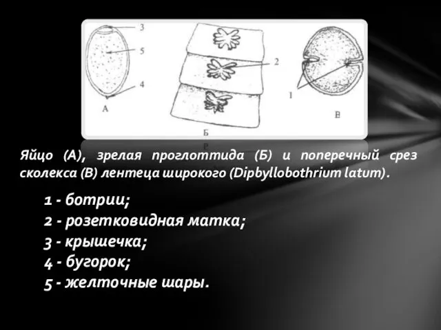 Яйцо (А), зрелая проглоттида (Б) и поперечный срез сколекса (В) лентеца широкого