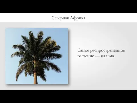 Самое распространённое растение — пальма. Северная Африка