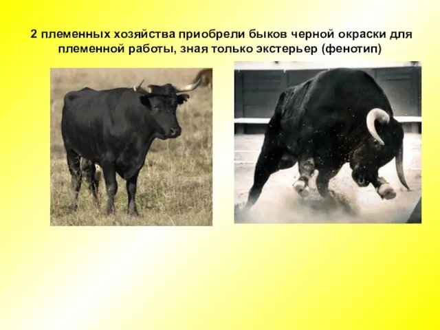 2 племенных хозяйства приобрели быков черной окраски для племенной работы, зная только экстерьер (фенотип)