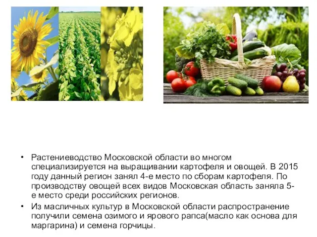 Растениеводство Московской области во многом специализируется на выращивании картофеля и овощей. В