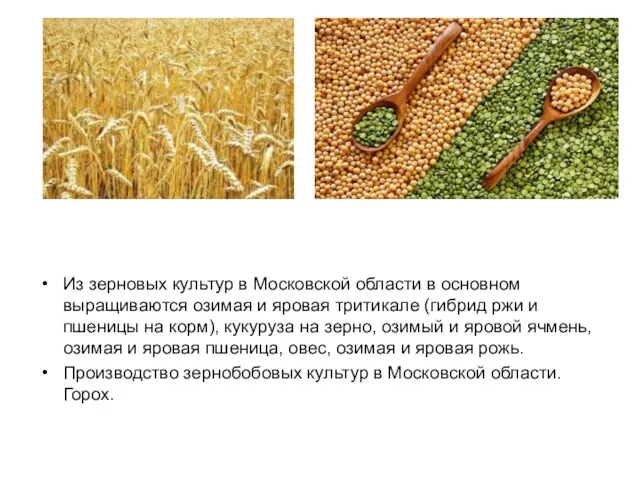 Из зерновых культур в Московской области в основном выращиваются озимая и яровая