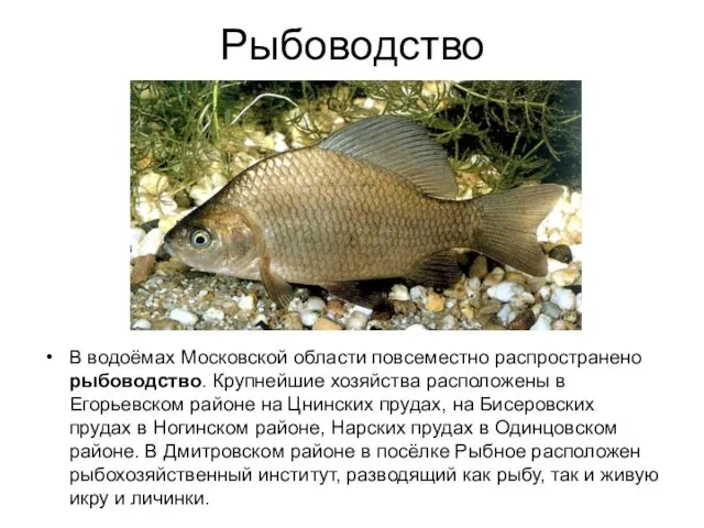 Рыбоводство В водоёмах Московской области повсеместно распространено рыбоводство. Крупнейшие хозяйства расположены в