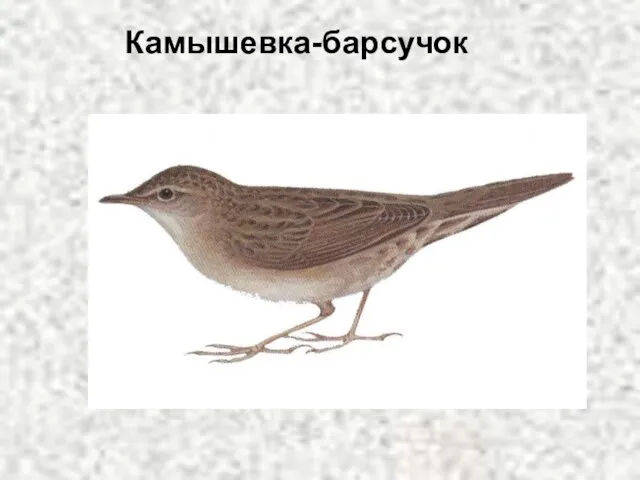 Камышевка-барсучок