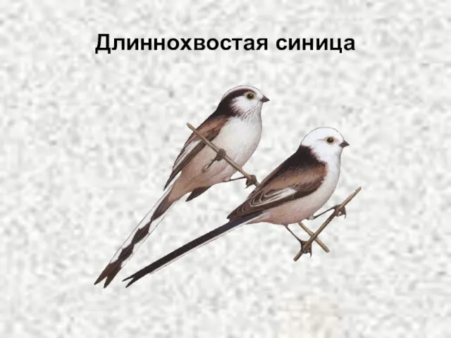 Длиннохвостая синица