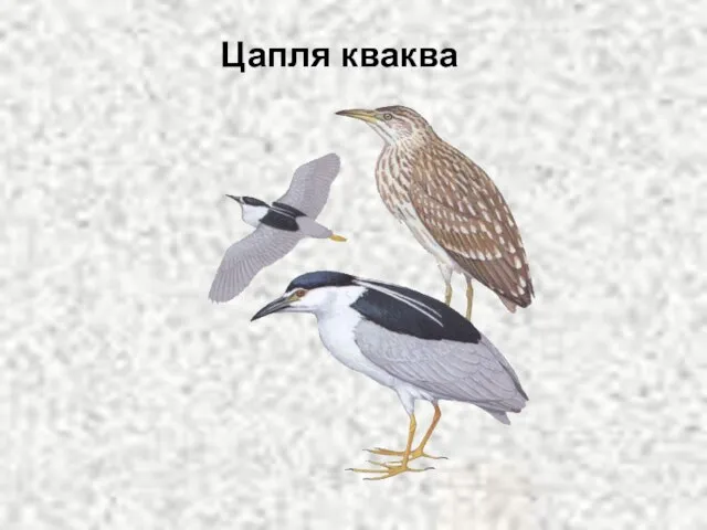 Цапля кваква